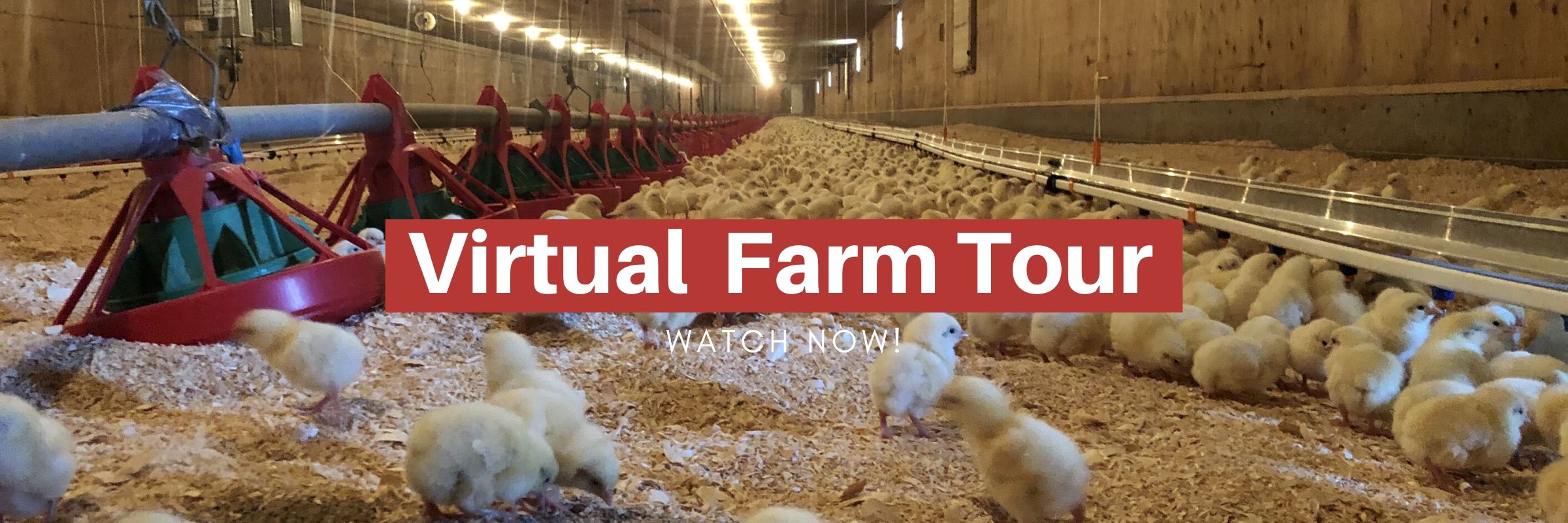 Home Alberta Chicken Producers Recipes and Industry Information